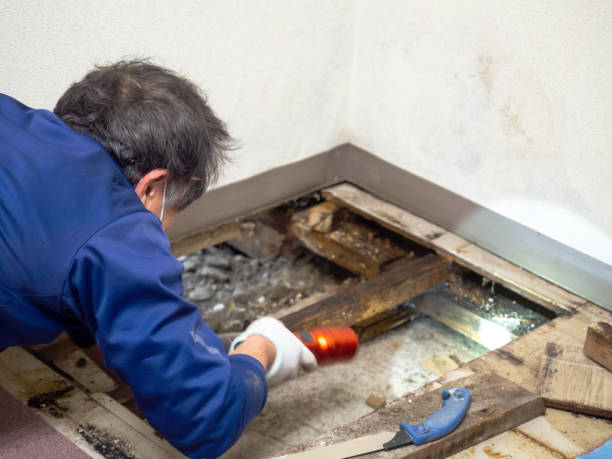 Best Emergency Mold Removal  in Charlotte, MI