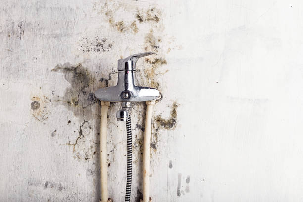 Best Office Mold Removal Services  in Charlotte, MI