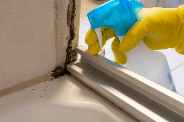 Best Residential Mold Removal  in Charlotte, MI