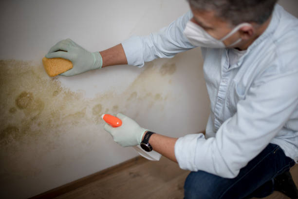 Best Local Mold Removal Service  in Charlotte, MI