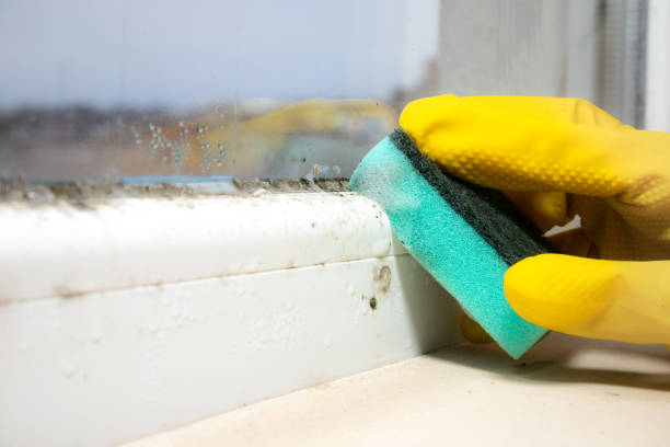 Crawl Space Mold Removal in Charlotte, MI
