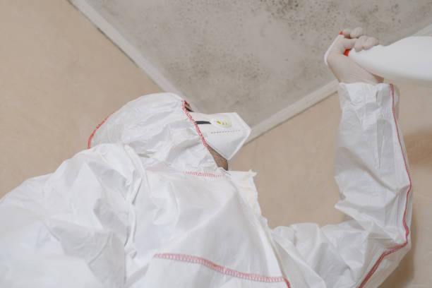 Best Certified Mold Removal  in Charlotte, MI