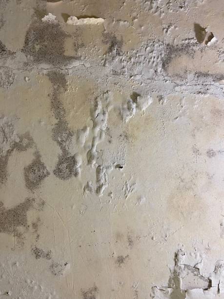 Best Water Damage Restoration  in Charlotte, MI