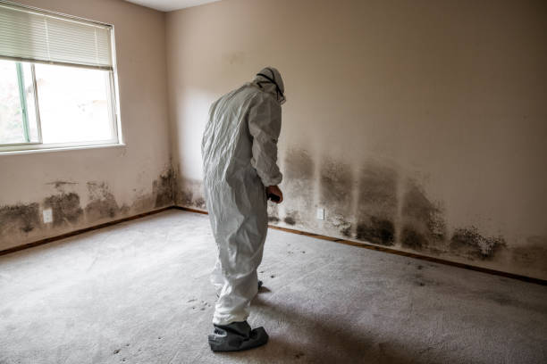 Charlotte, MI Mold Removal Company