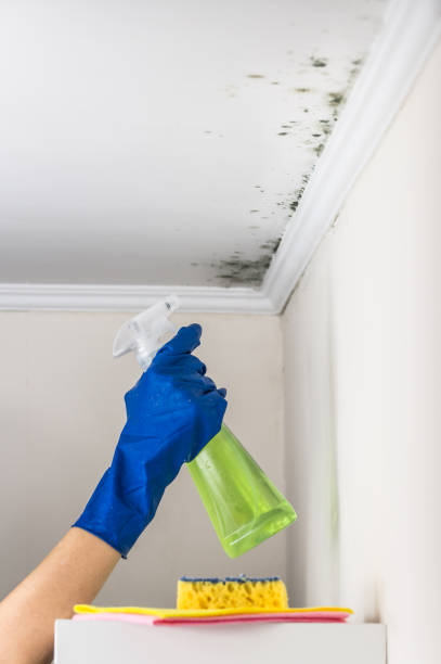Best Mold Removal Company Near Me  in Charlotte, MI